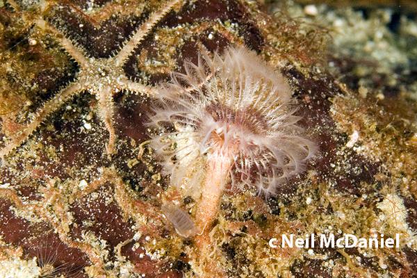 Photo of Pseudopotamilla occelata by <a href="http://www.seastarsofthepacificnorthwest.info/">Neil McDaniel</a>